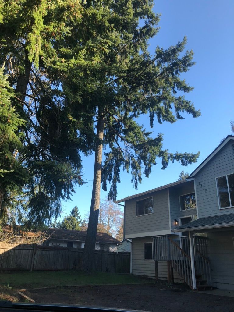 Backyard with tall evergreen trees beside a gray house under a clear blue sky.