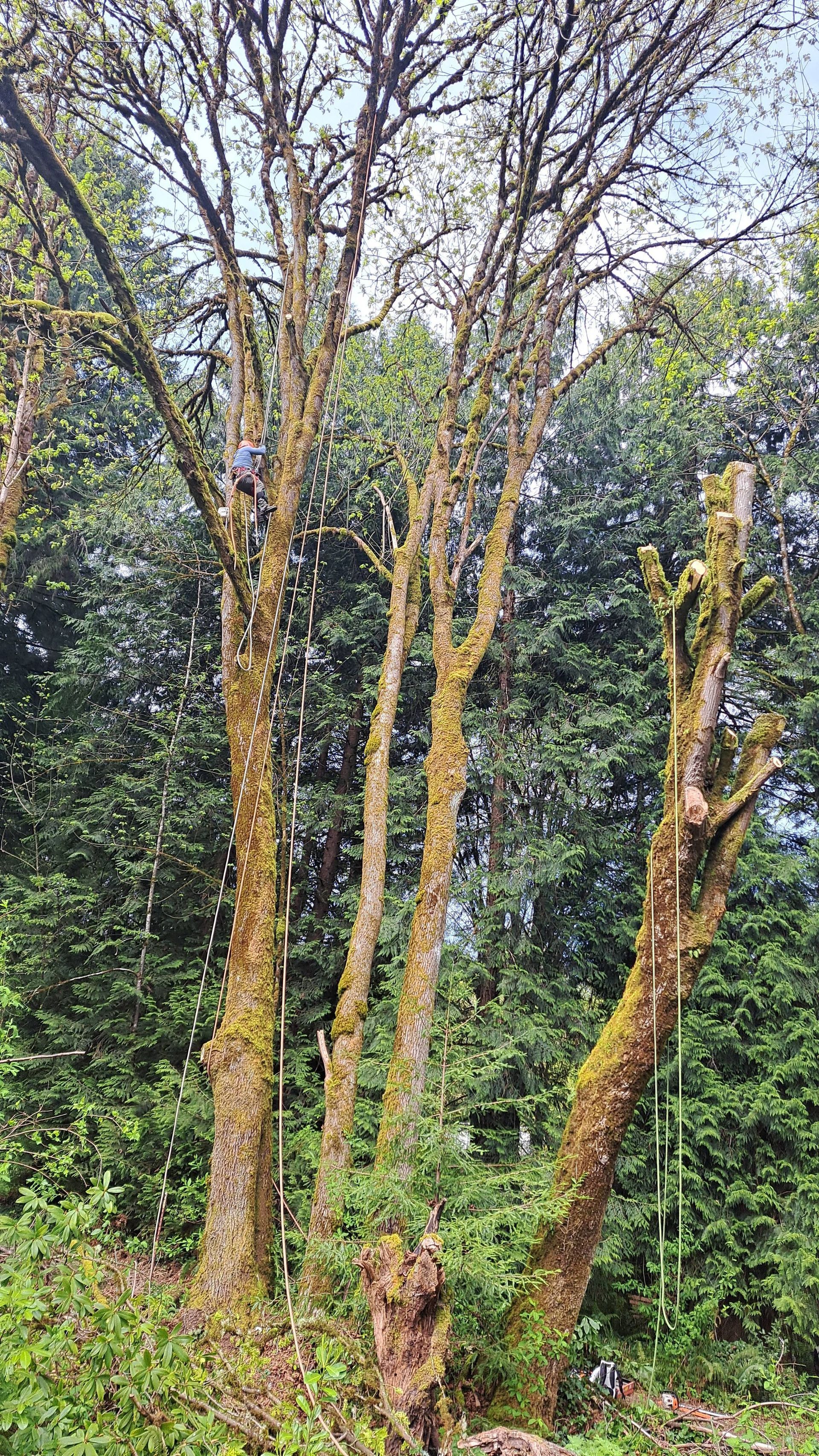 Three slender trees with mottled trunks in a green, leafy woodland setting