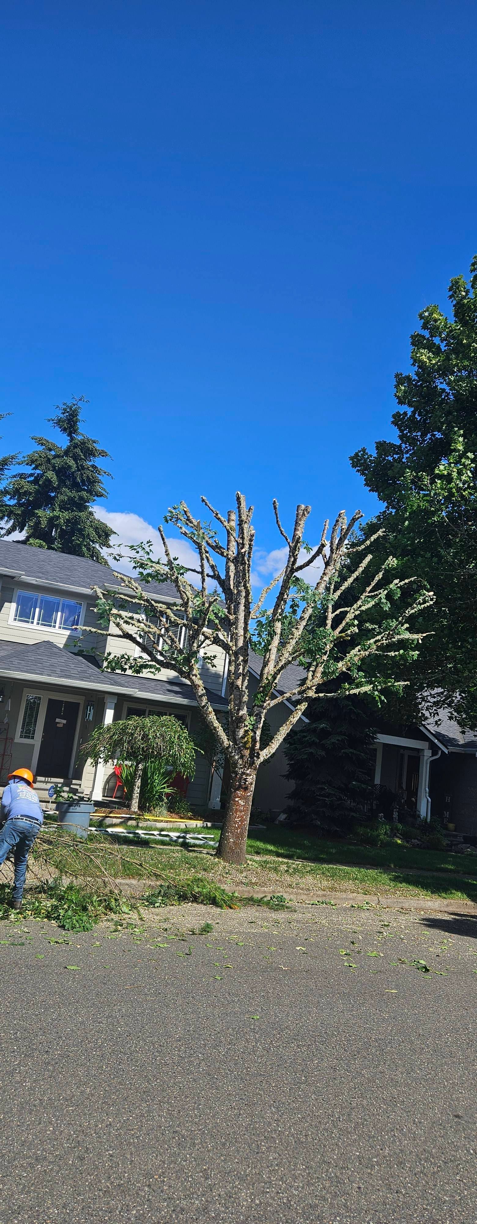 Pruned tree beside a house under a bright blue sky, with a person at left in the yard.