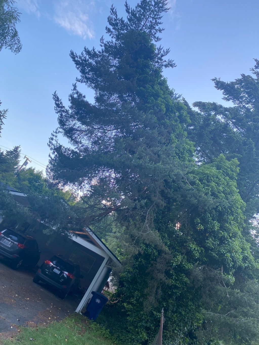 Tall evergreen tree beside a tilted carport with two parked cars in a driveway at dusk