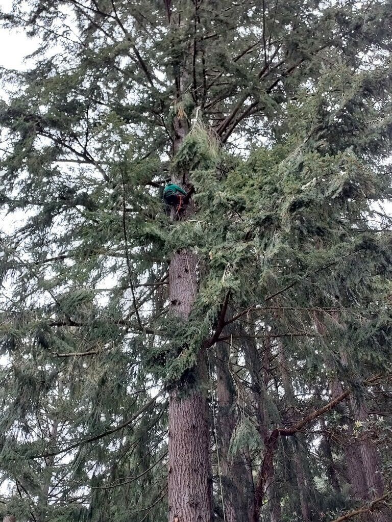 Person climbing a tall pine tree in a wooded area
