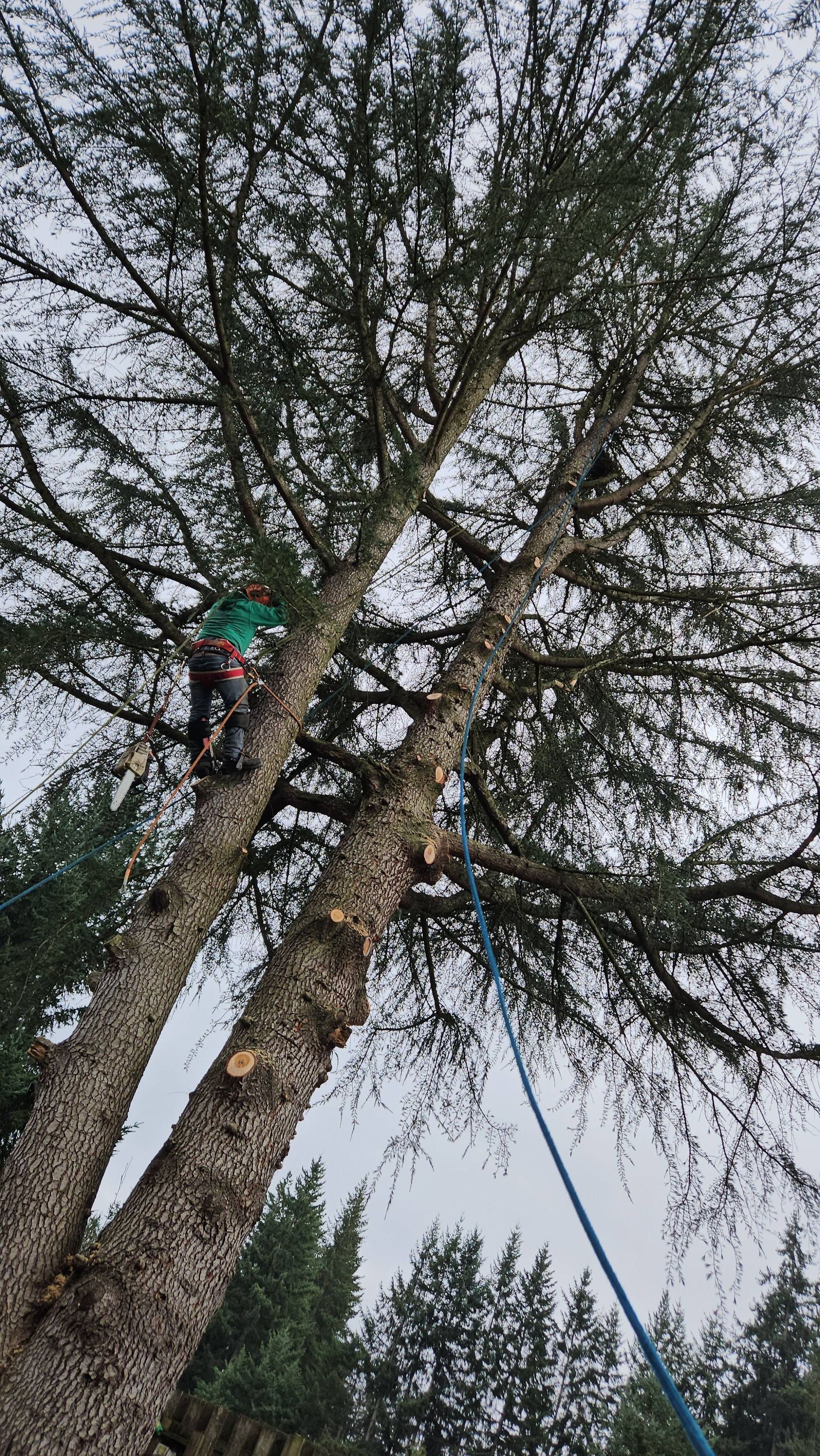 Person in a tree with a safety rope, surrounded by tall branches against a cloudy sky.