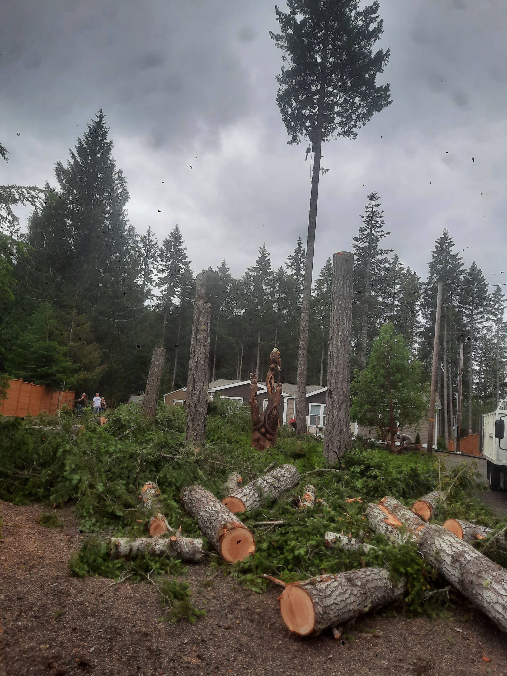 Felled trees and logs scattered in a forest clearing under a cloudy sky, with a tall standing tree.