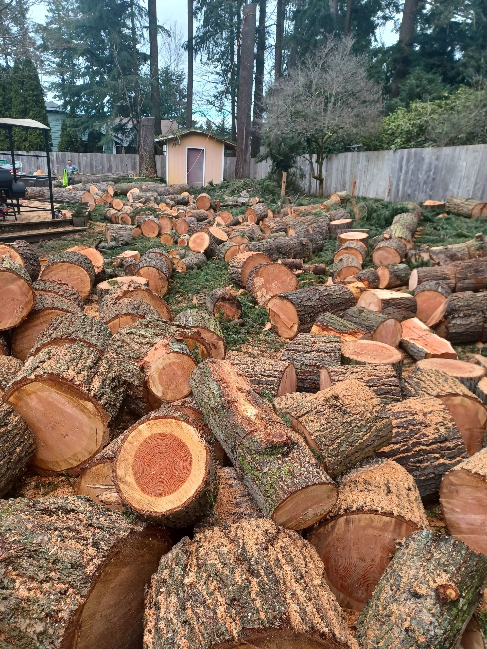 Stacked cut logs in a wooded yard, with a small shed and tall trees in the background.