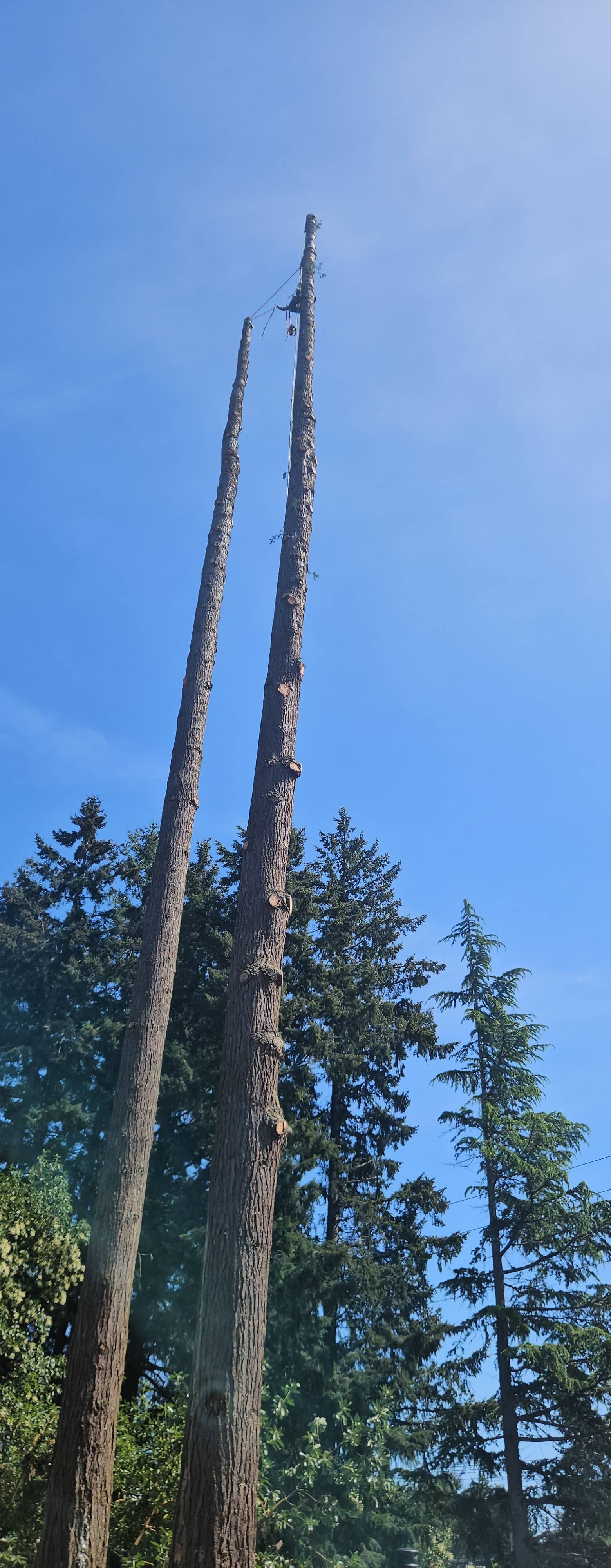 Tall dead tree trunks rising above green forest under a blue sky