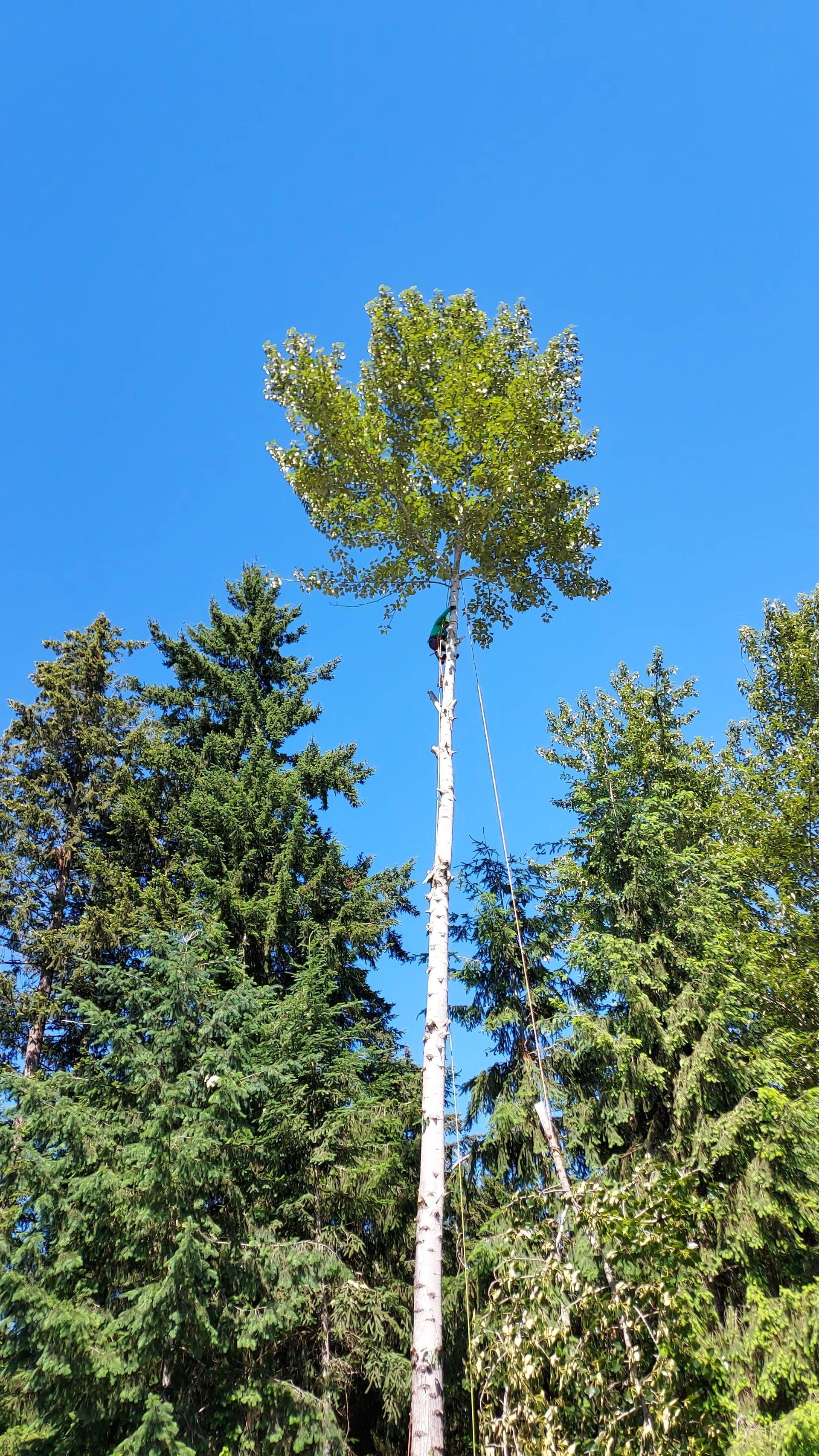 Tall white-trunked tree with a leafy green crown against a clear blue sky, surrounded by other trees