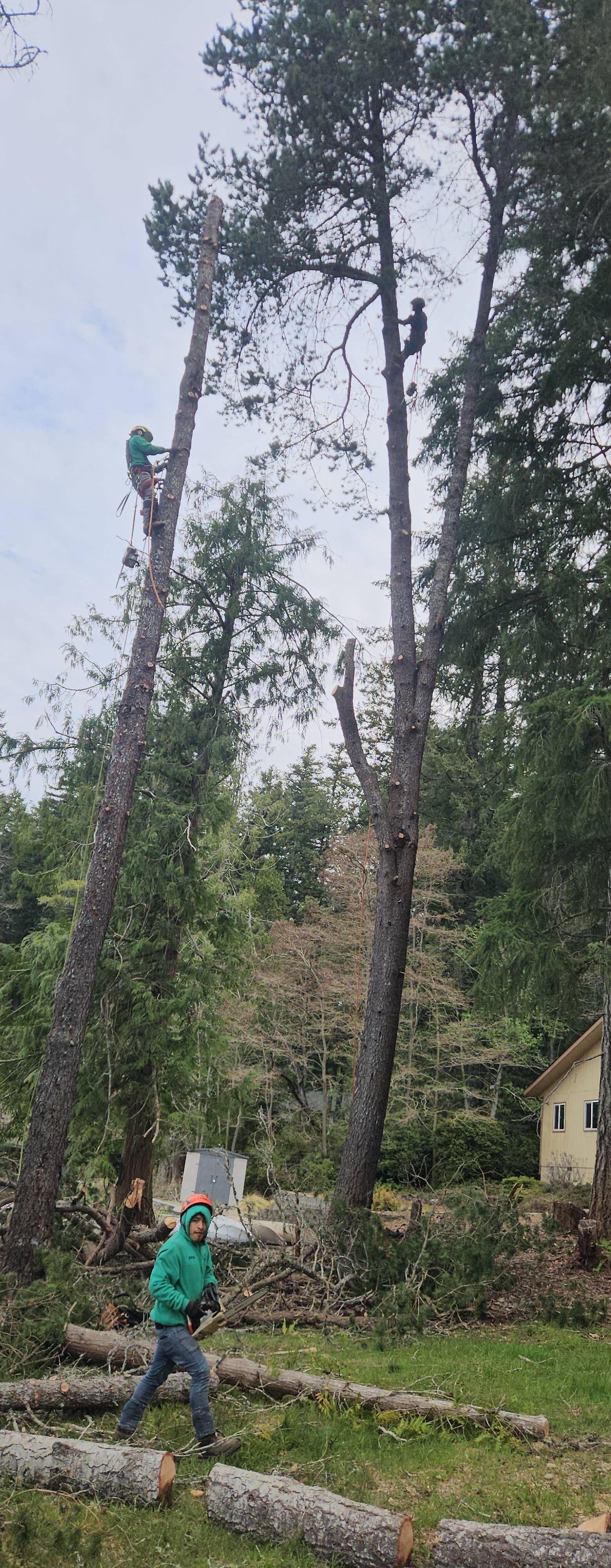 Worker using a chainsaw to cut a tall tree in a wooded yard