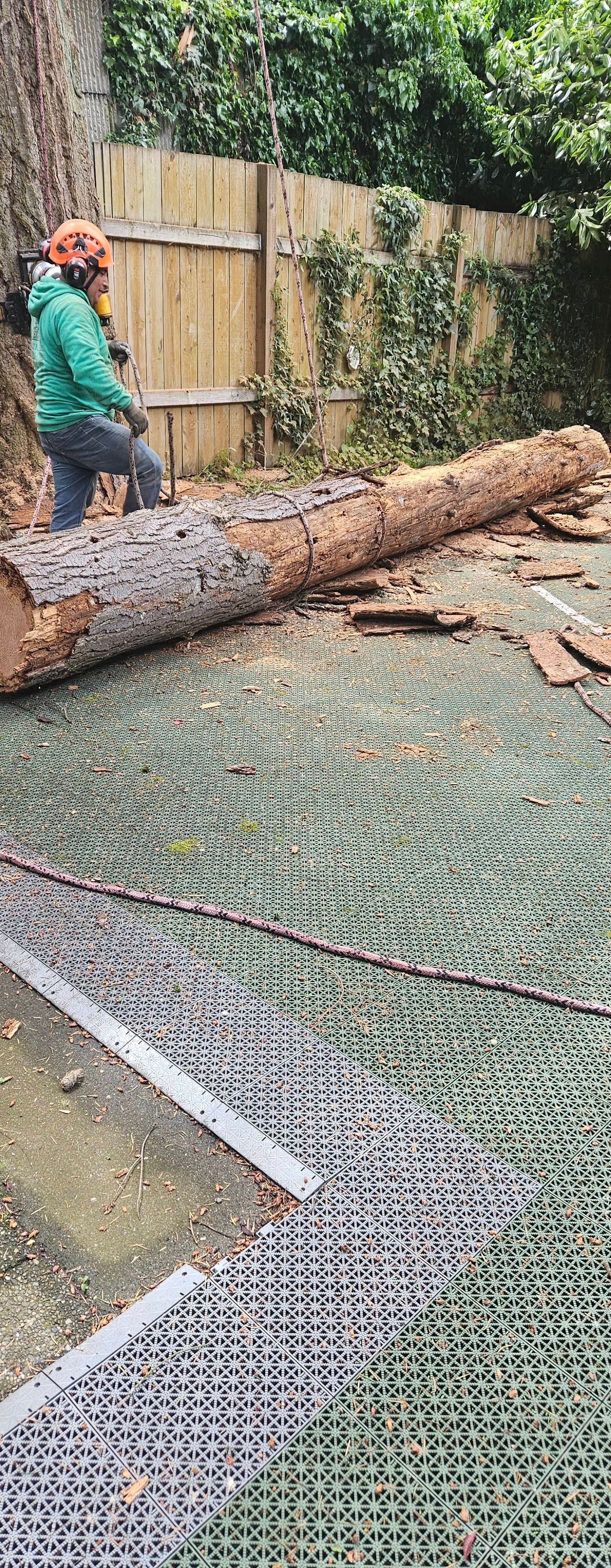 Worker standing on a fallen tree trunk in a yard beside a chain-link fence and greenery