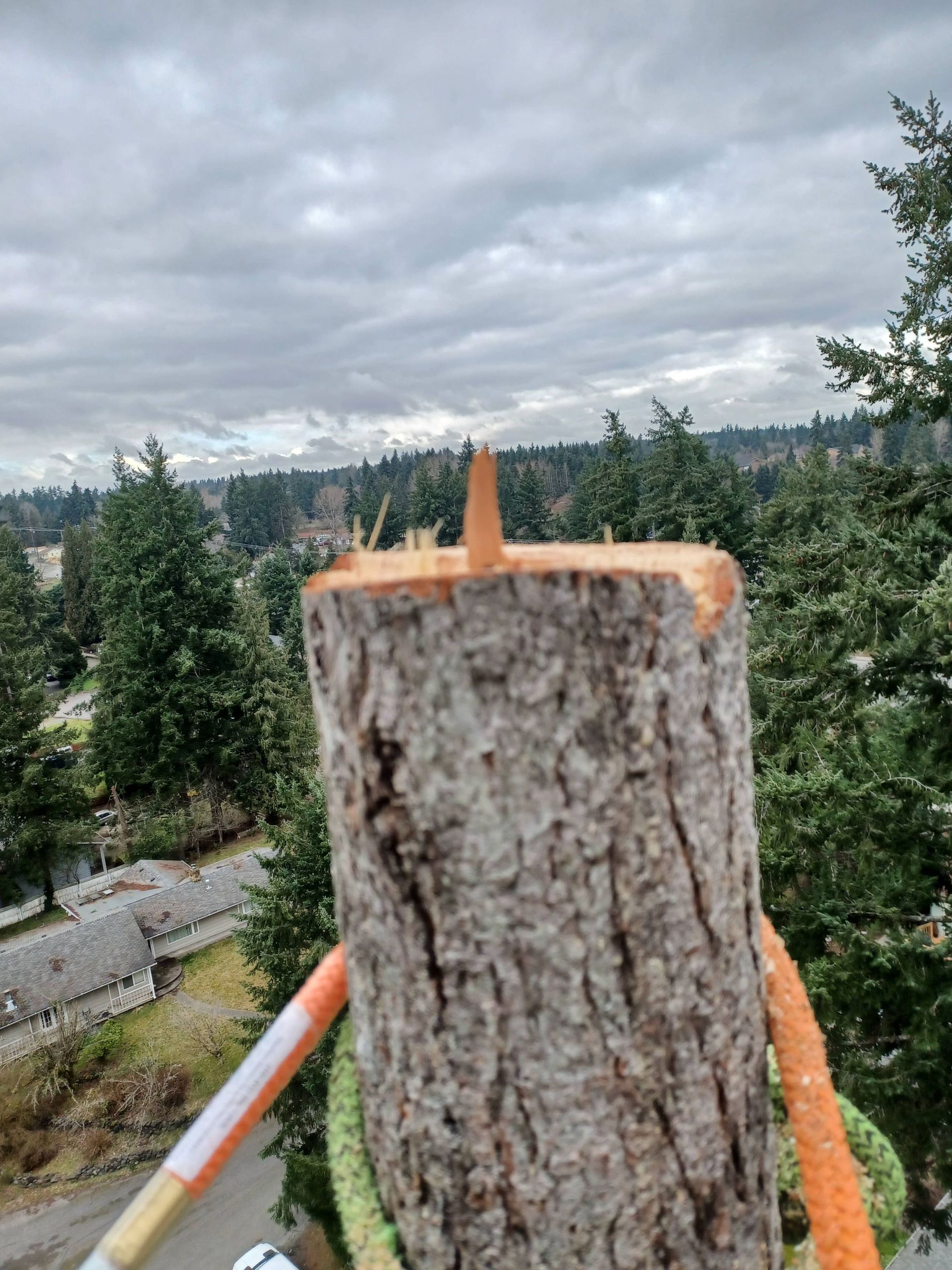 Close-up of a cut tree stump with a forested hillside and cloudy sky in the background