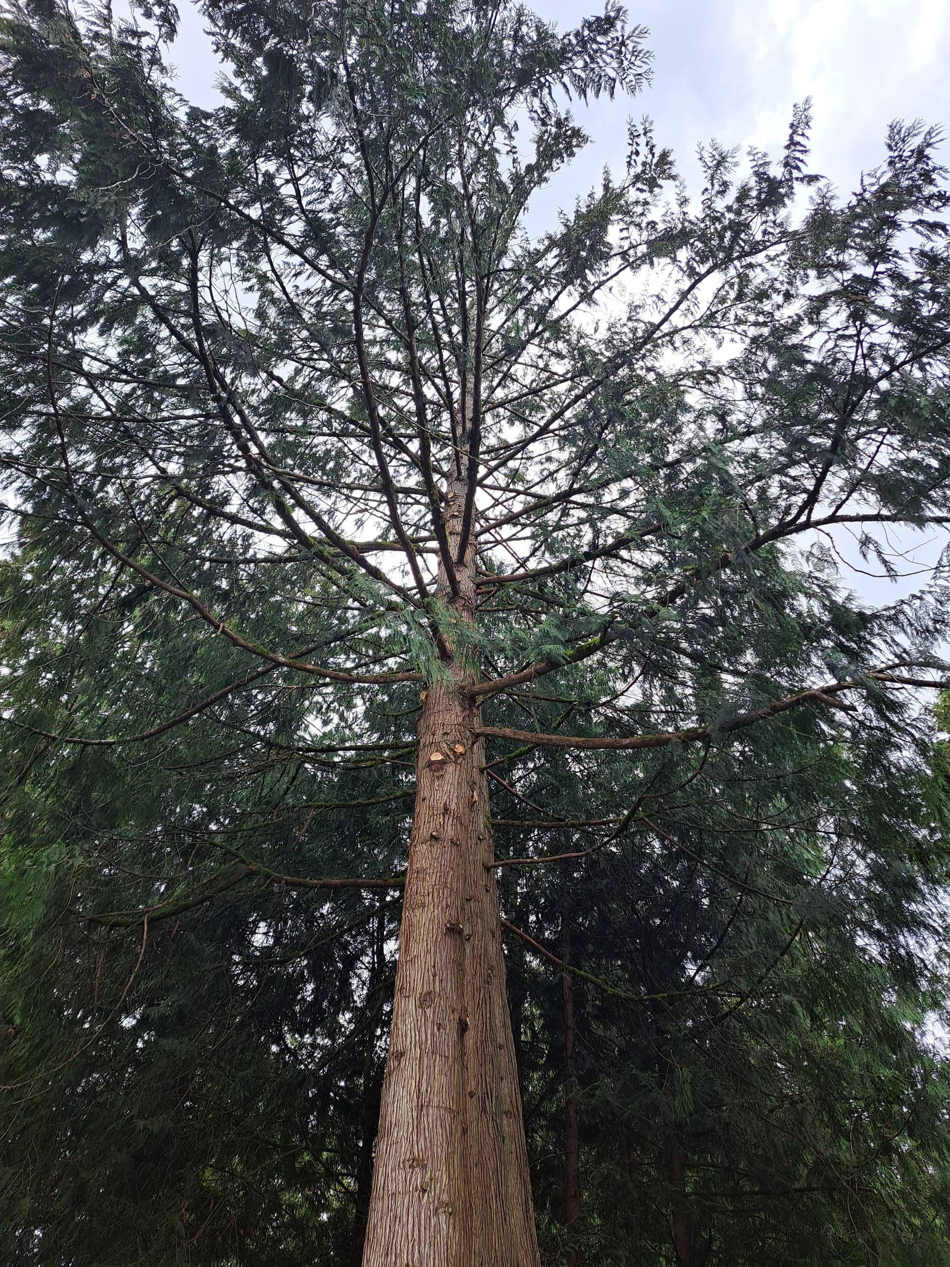 Tall tree viewed from below against a cloudy sky