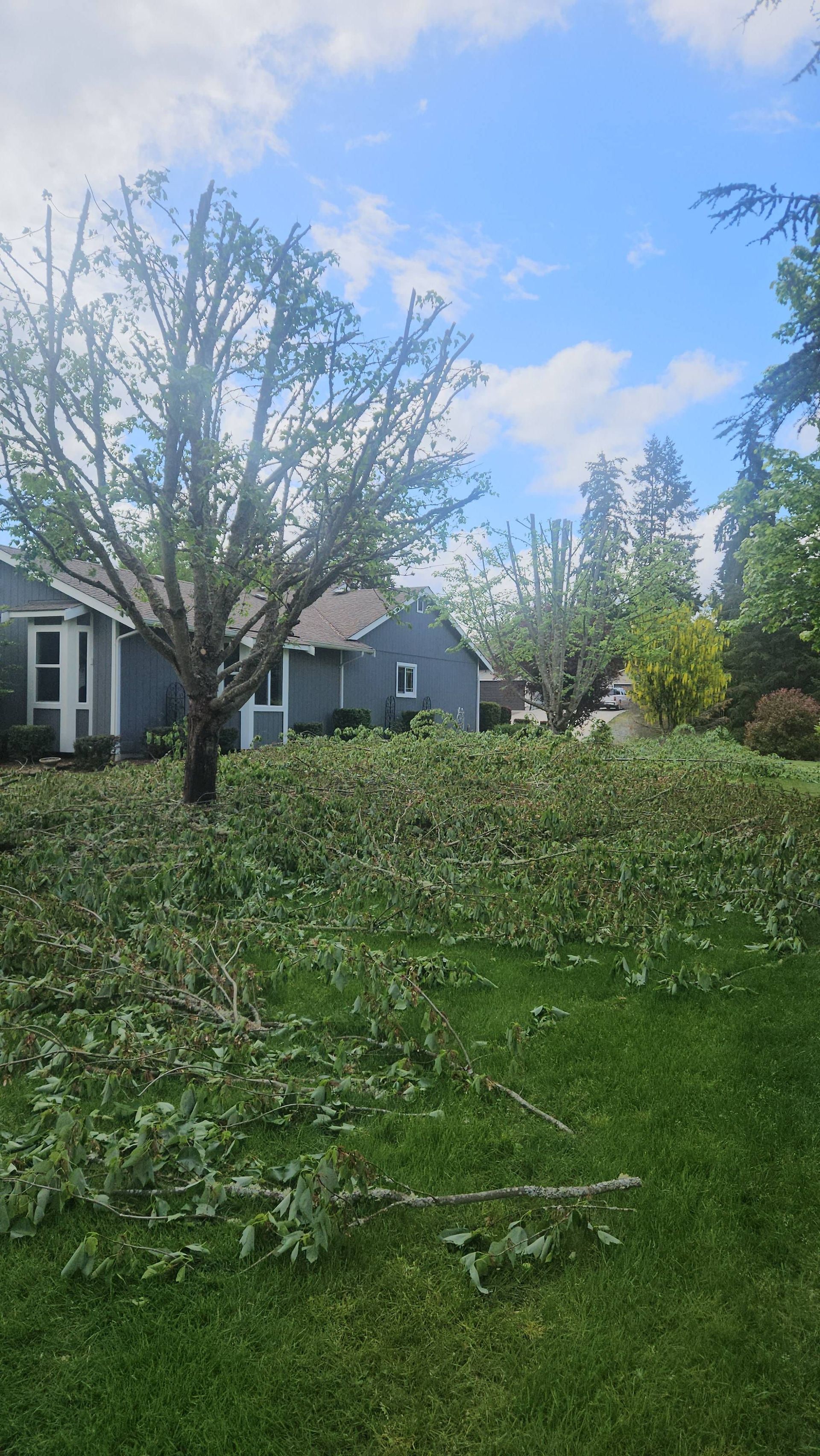 Backyard with a fallen tree branch, green lawn, and a house under a blue sky with clouds