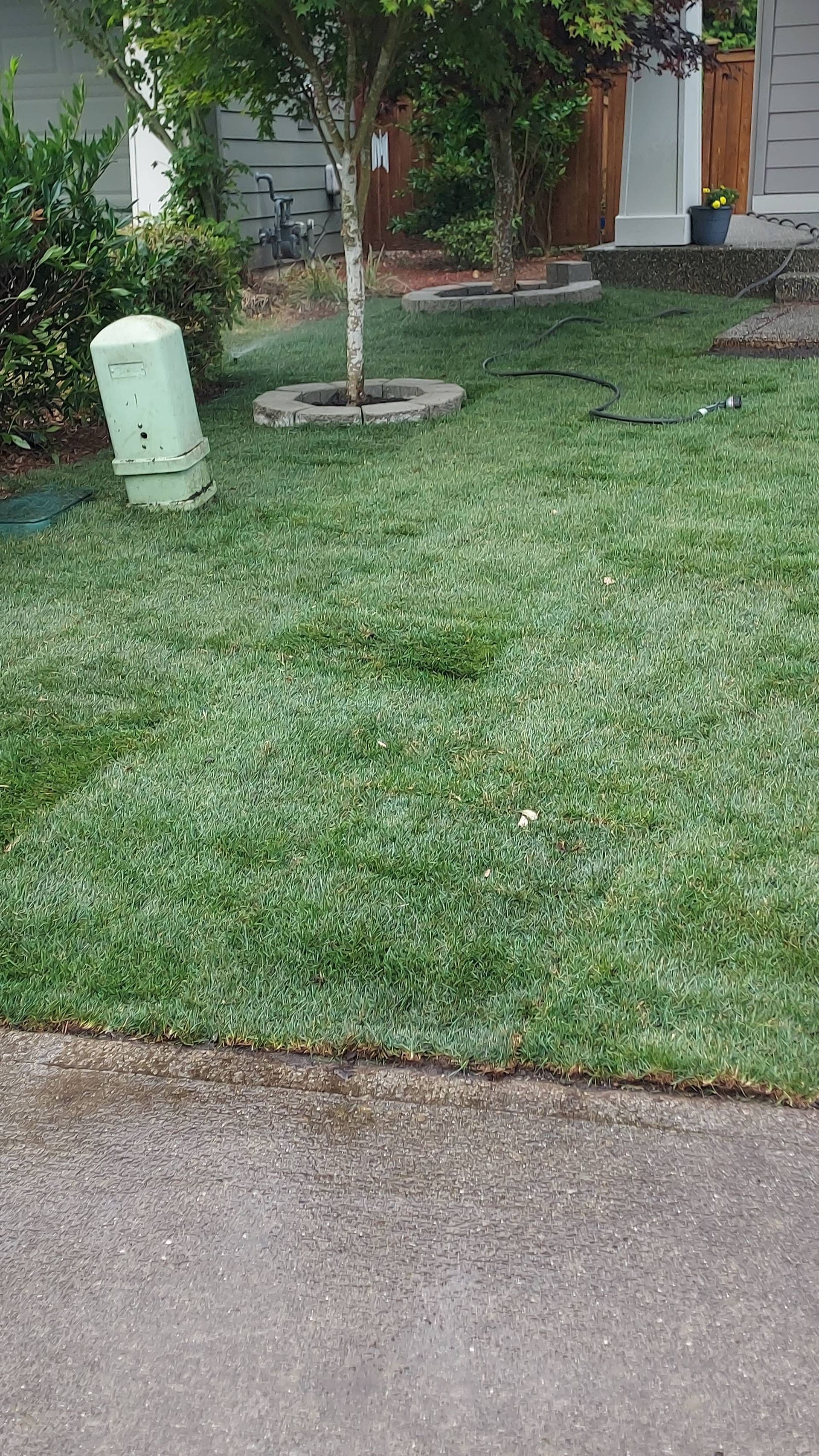 Front yard with green lawn, small tree, and sidewalk in front of a house