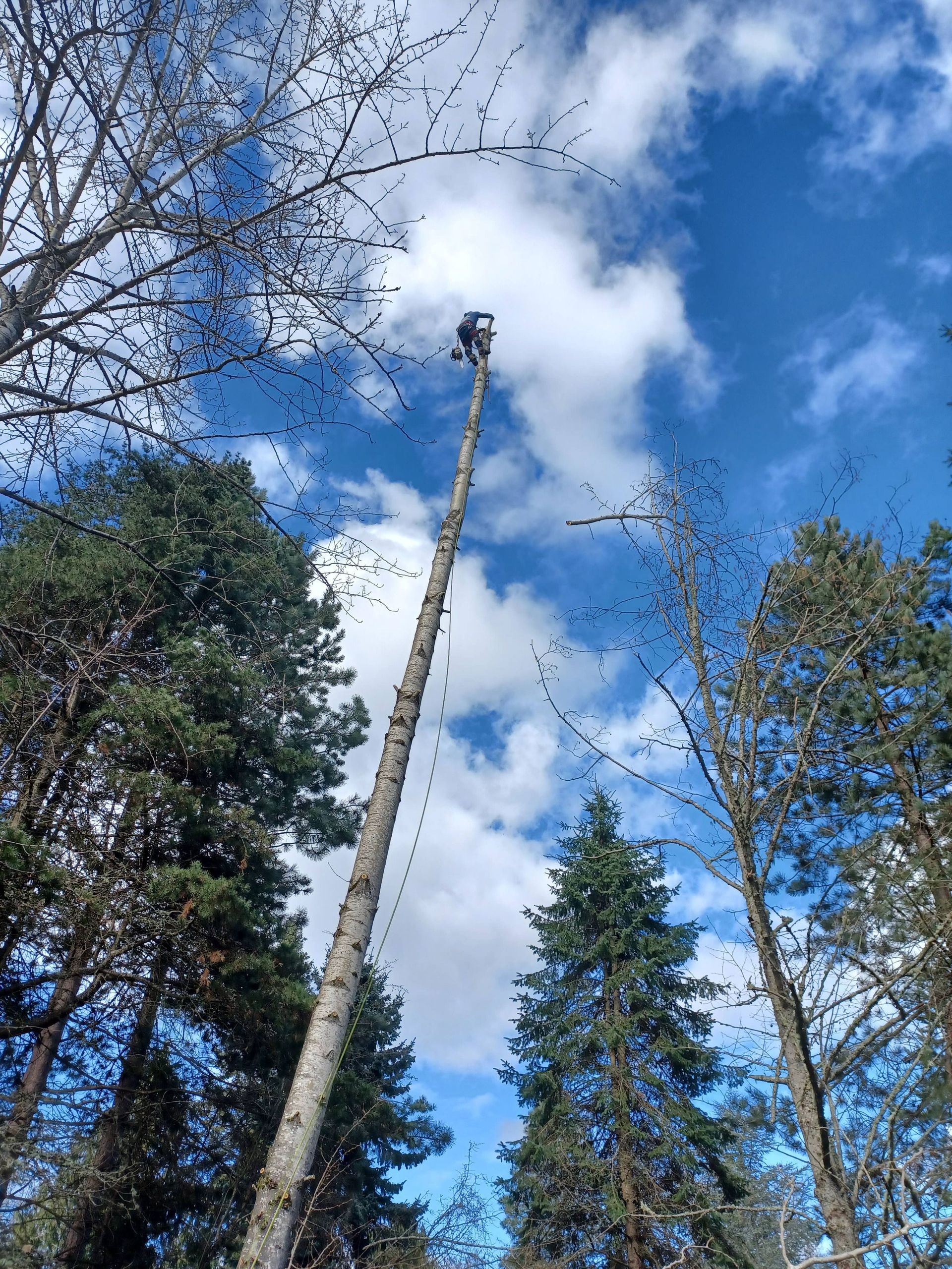 Tall cut tree trunks against a blue sky with clouds, surrounded by evergreen trees