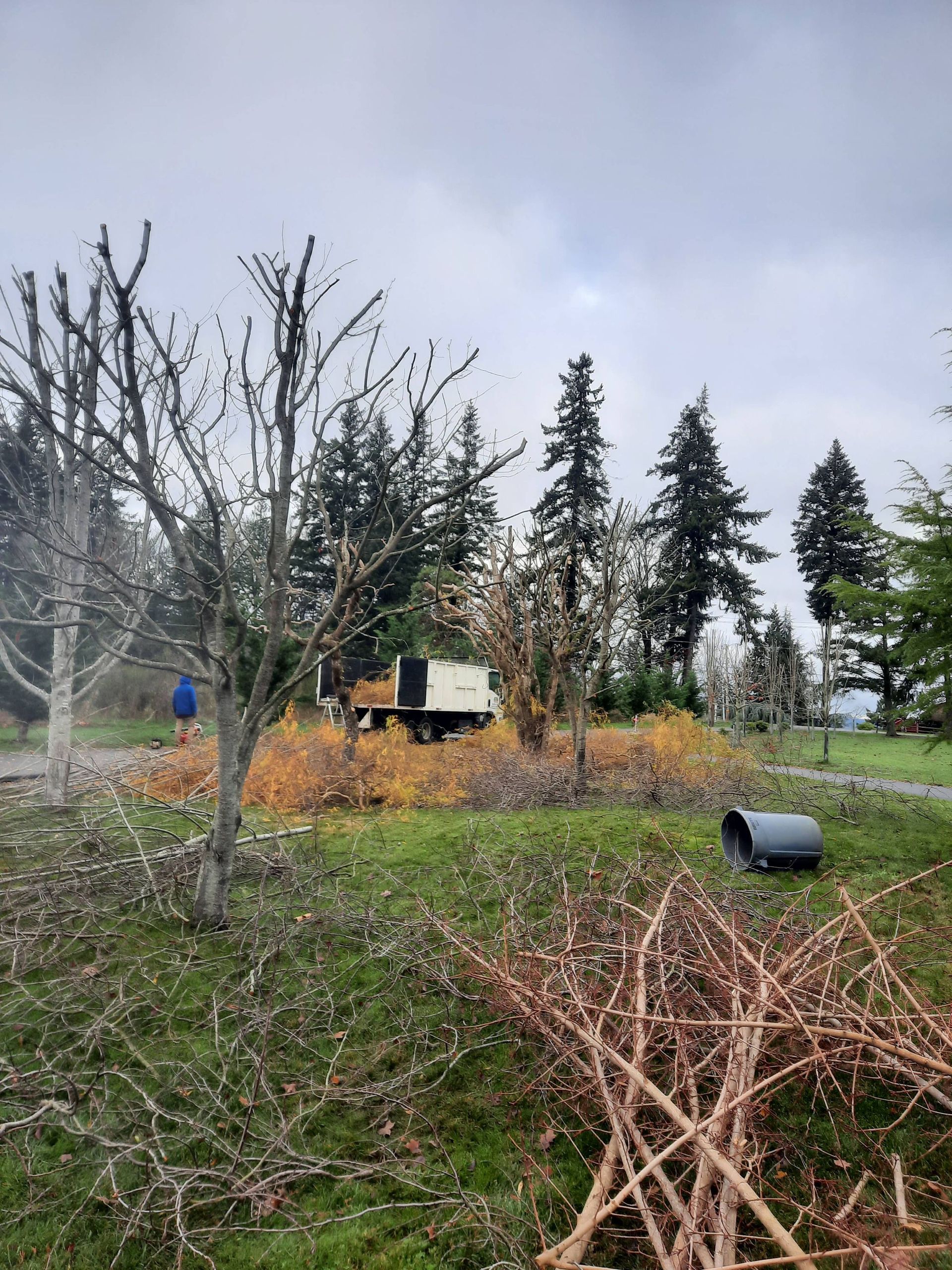 Leafless orchard with a small shed, evergreen trees, and a black barrel on grassy ground under cloudy skies