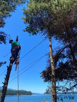 Worker on a pole trimming trees near power lines beside a lake under a clear blue sky