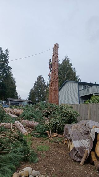 Storm-damaged backyard with a tall broken tree trunk and fallen branches near a house and fence