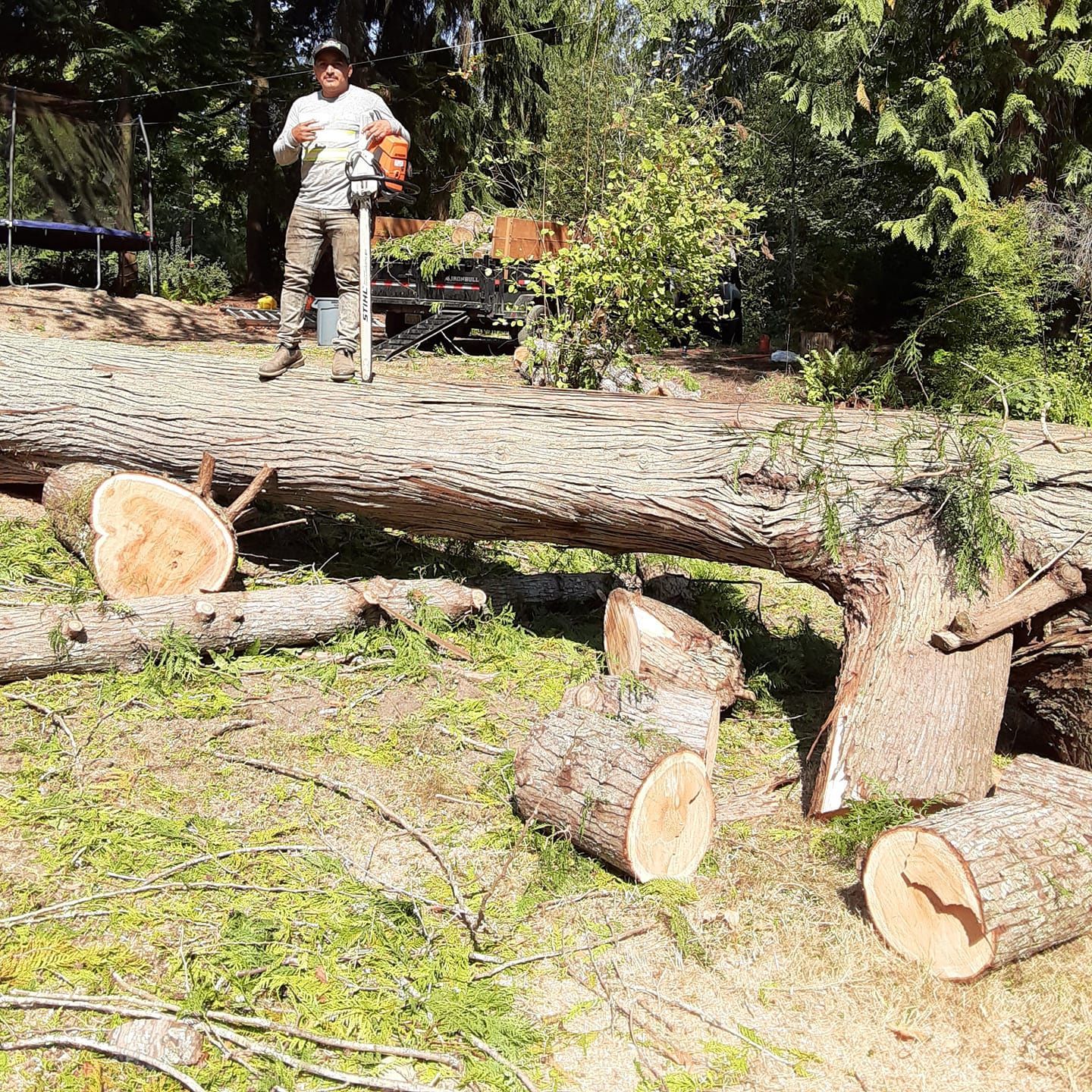 Worker standing beside a large fallen tree trunk in a sunny wooded area with cut log sections nearby