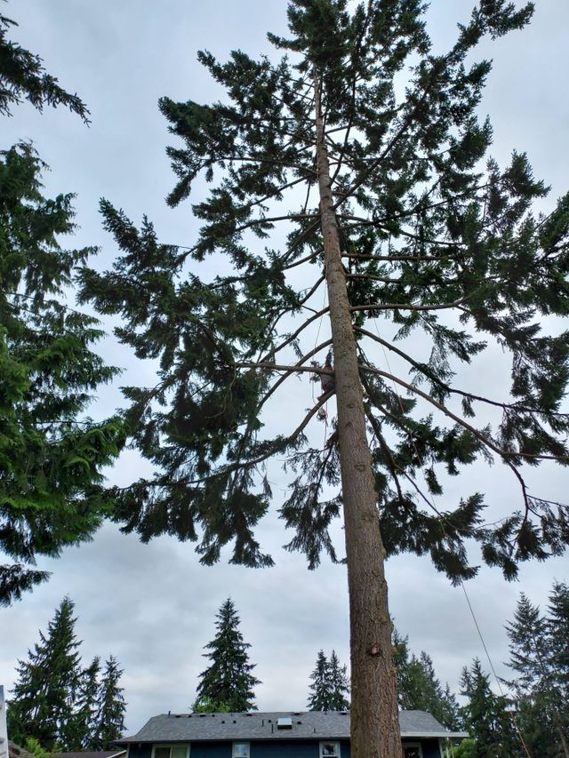 Tall evergreen tree beside houses under a cloudy sky