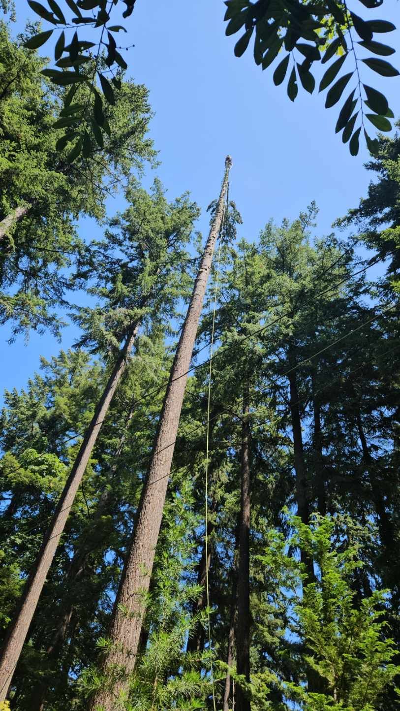 Tall trees reaching up towards a clear blue sky in a forest.