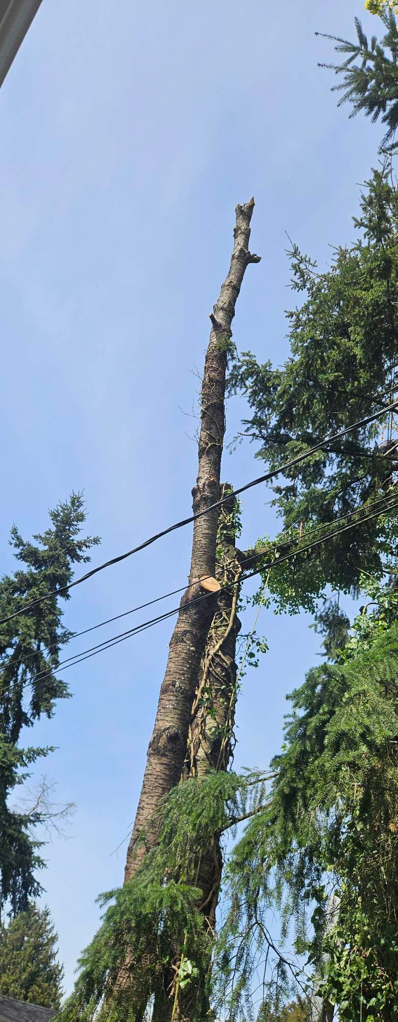 Tall bare tree trunk with branches against a blue sky, beside green foliage and power lines