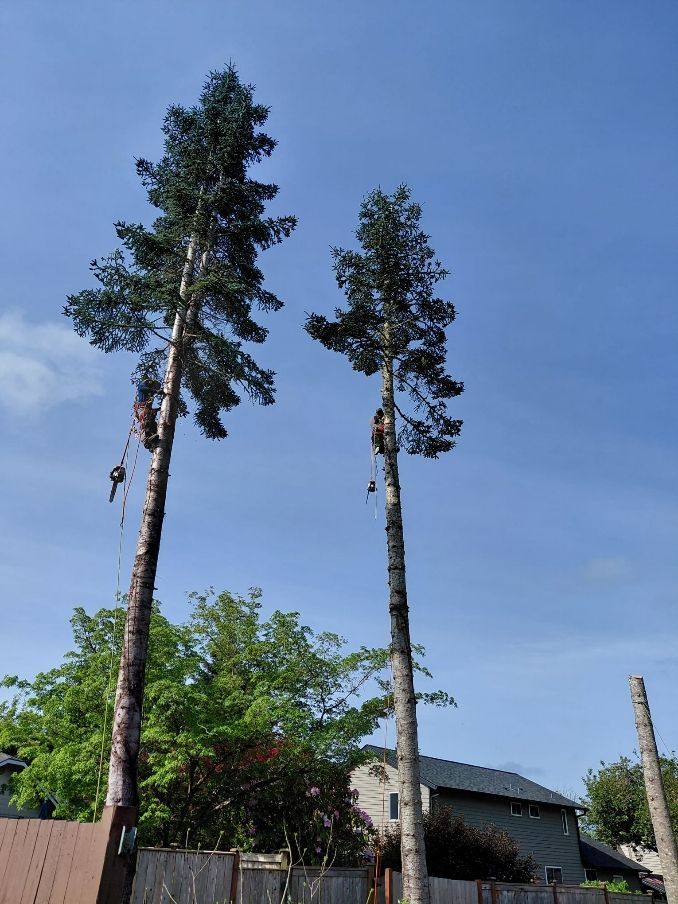 Tall trees being trimmed beside a house under a clear blue sky.