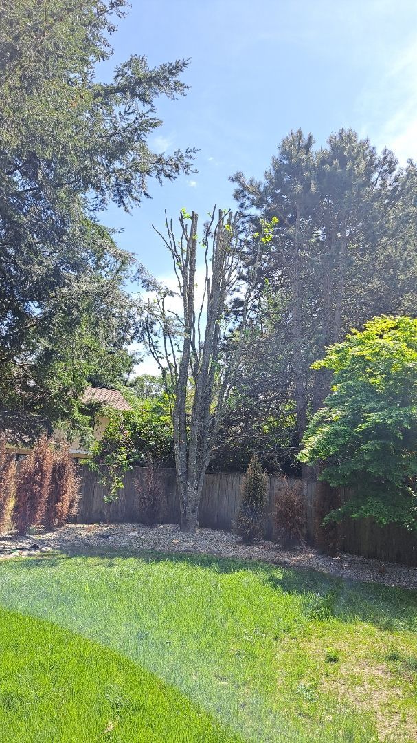 Sunny backyard with green lawn, tall trees, and a stone wall under a bright blue sky