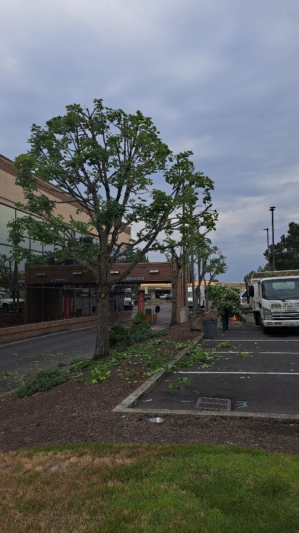 Storm-damaged street trees beside a parking lot, with a building and parked cars under cloudy skies
