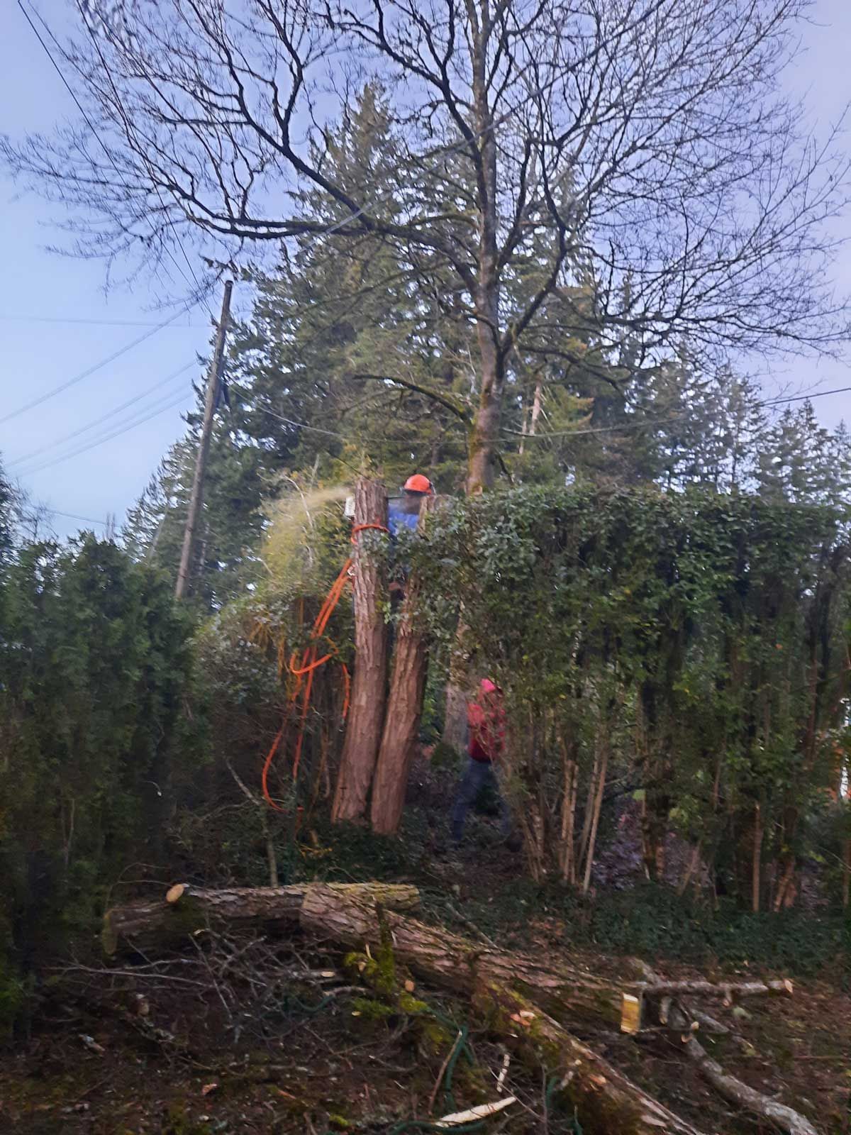 A group of people are cutting down trees in a forest.