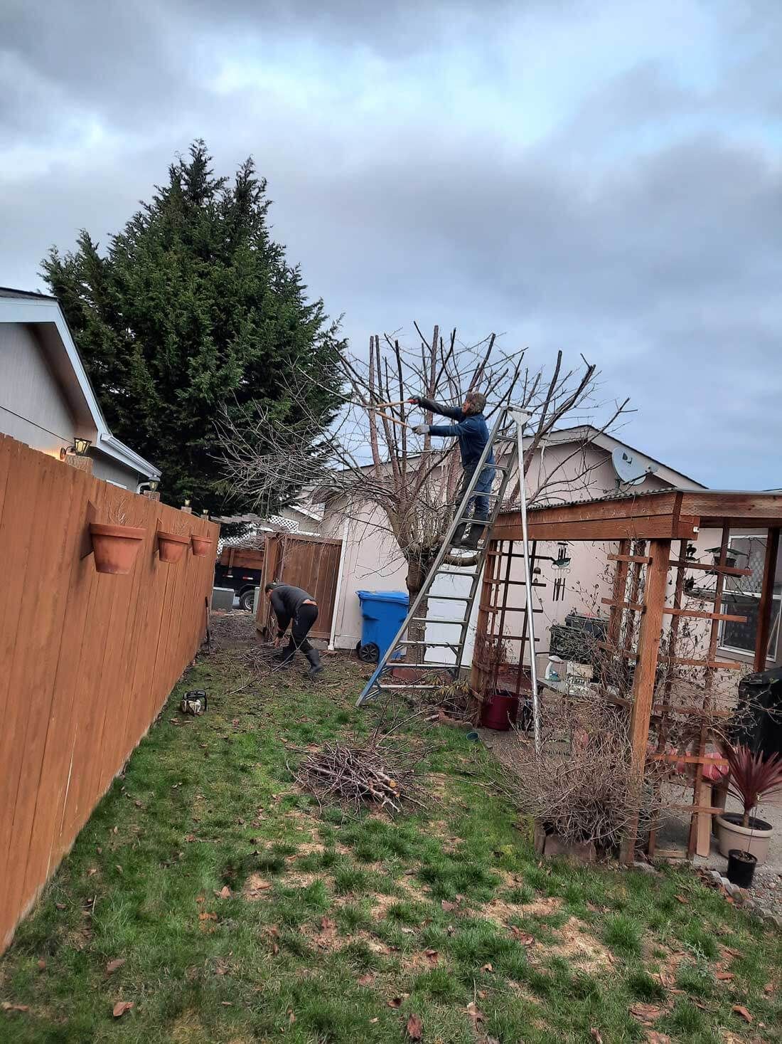 A man is standing on a ladder in a backyard cutting a tree.
