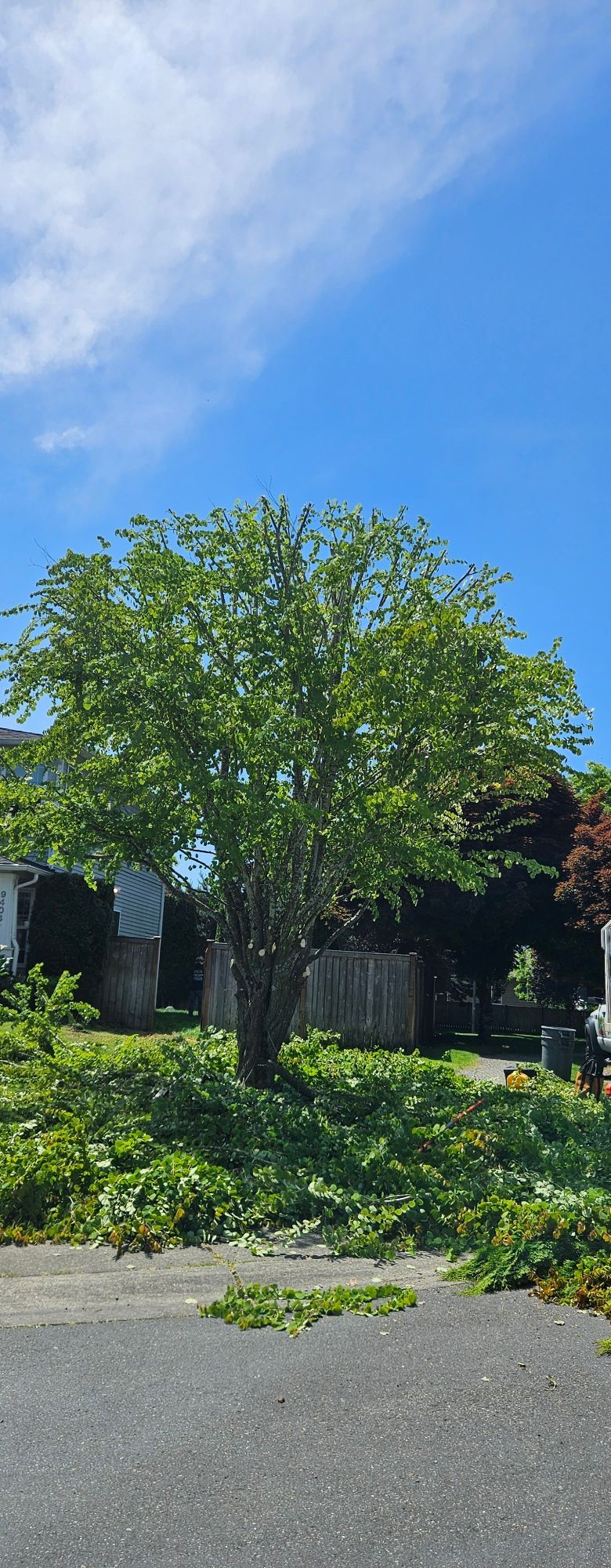 A leafy green tree and flower bed beside a paved street under a bright blue sky