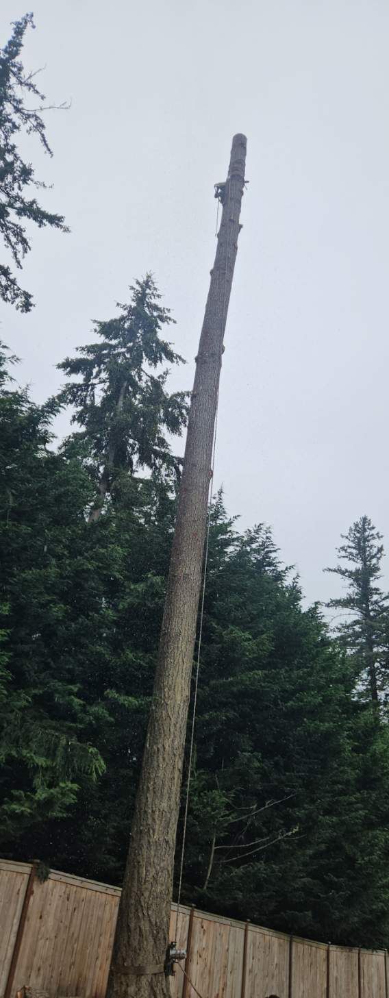 Tall cut tree trunk above a wooden fence in a forest clearing, with evergreens under a cloudy sky