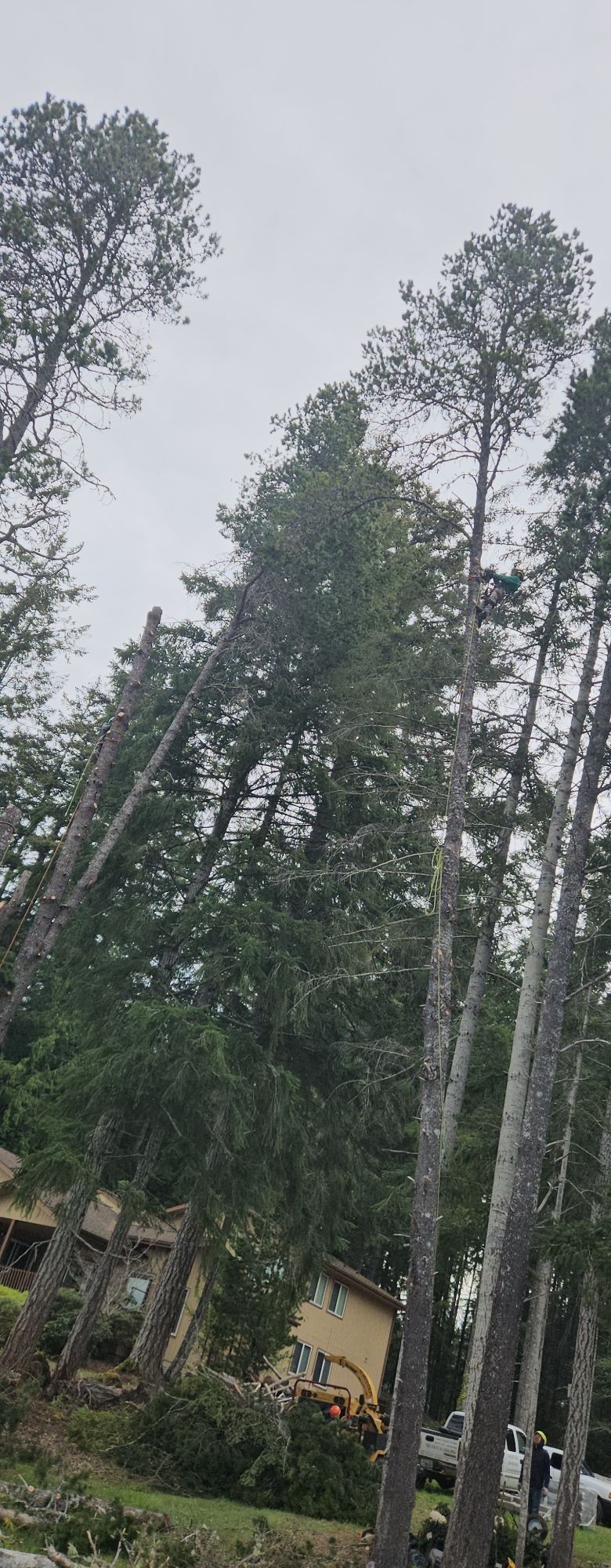 Tall evergreen trees under an overcast sky beside a small house and parked cars