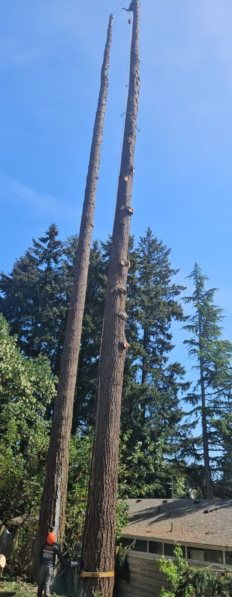 Two tall, stripped tree trunks beside a forest cabin under a blue sky