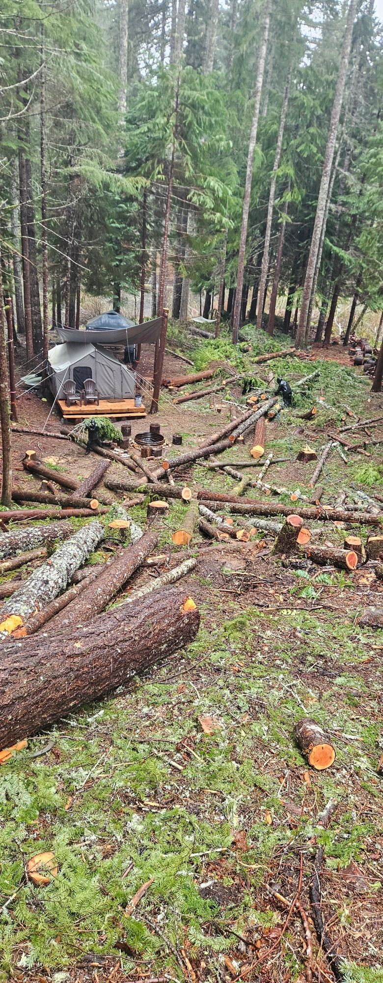 Storm-damaged forest with fallen trees and broken branches around a small shed