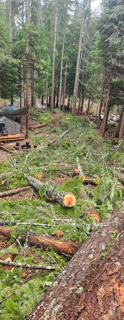 Forest clearing with cut logs and branches scattered on the ground among tall trees.
