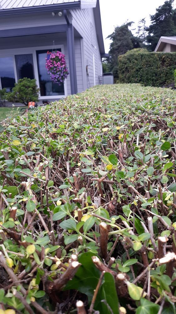 Front yard hedge trimmed low beside a house, with a hanging flower basket on the porch.