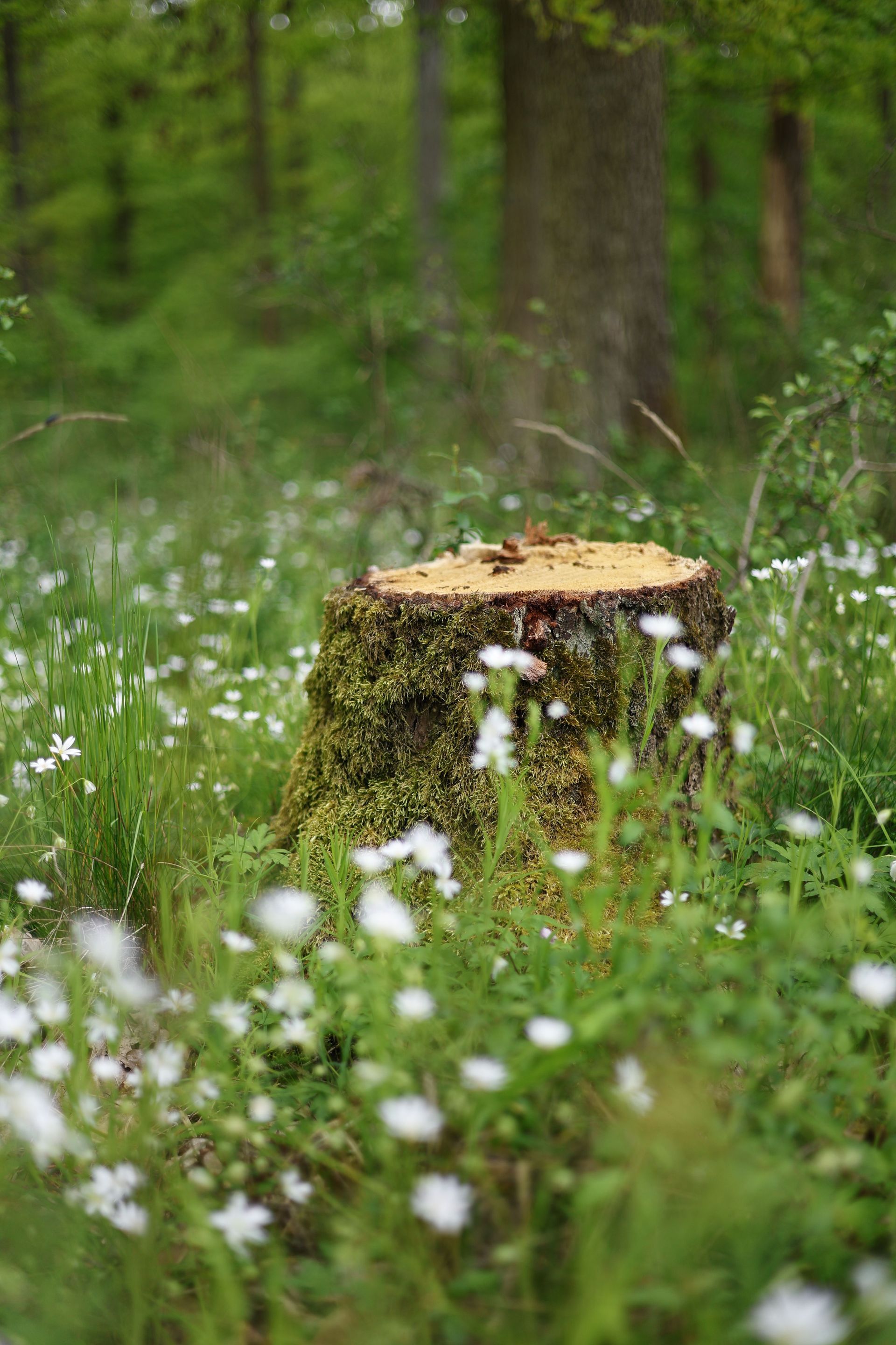 Moss-covered tree stump in a green forest with white wildflowers in the foreground