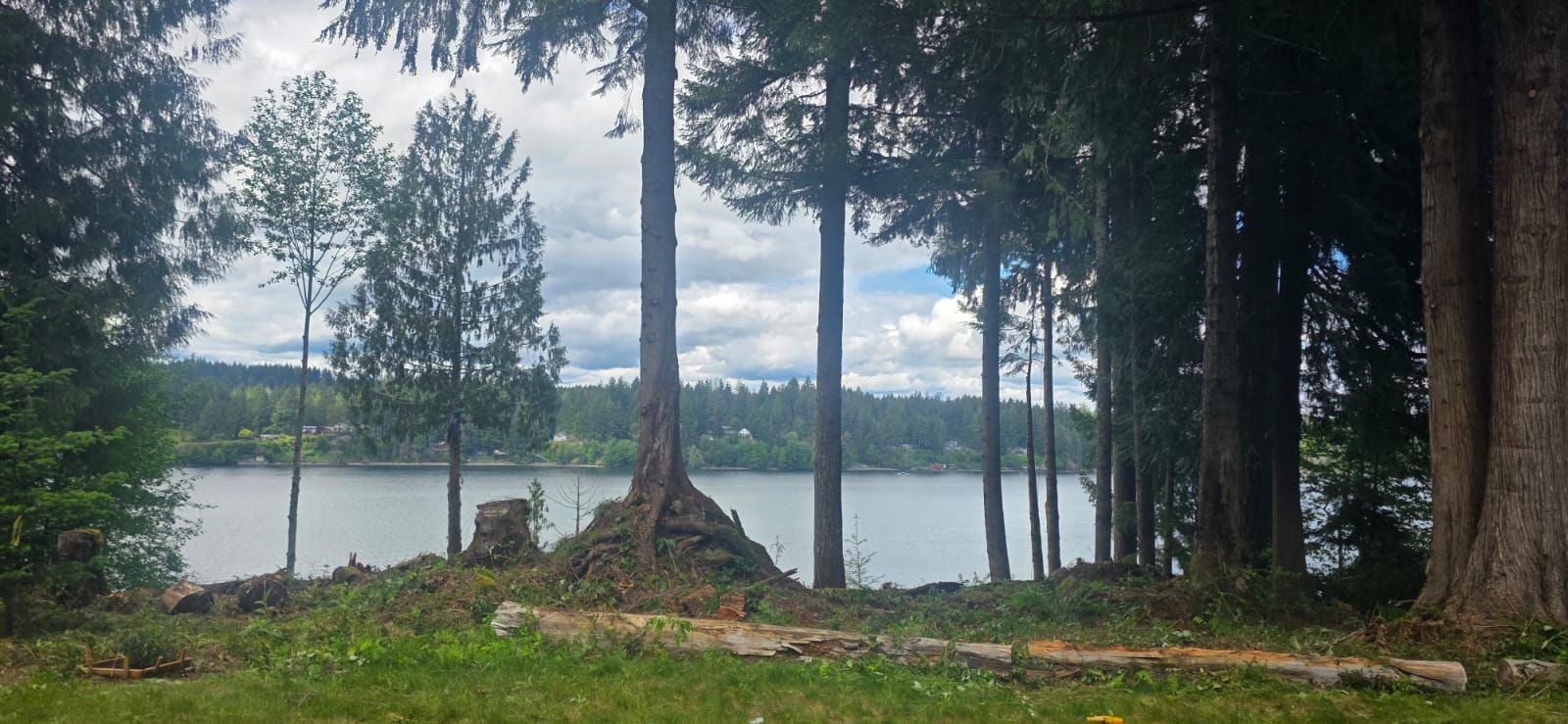 Forest clearing with tall trees beside a calm lake under a cloudy sky