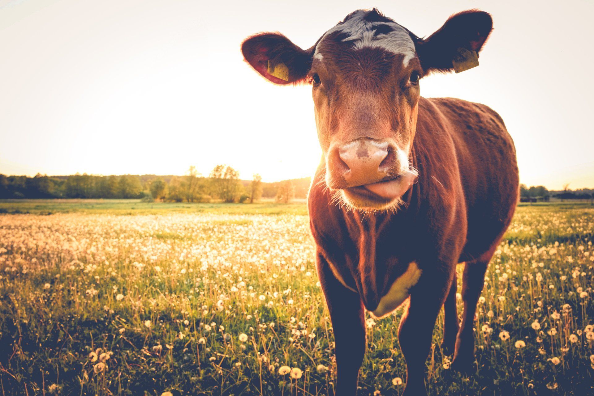 eCommerce Website Design Portfolio | Walton Meats
