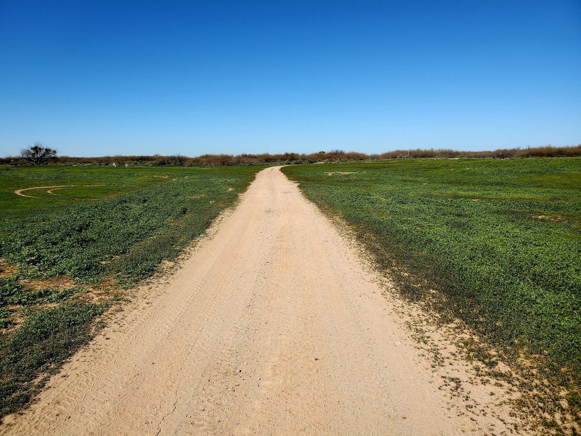 Dirt path through green field under clear blue sky.