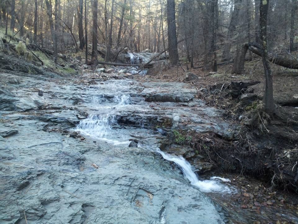 Rocky stream flowing through a forest with sparse trees.
