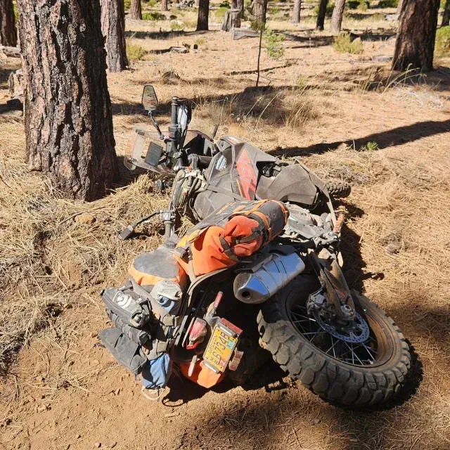 Motorcycle with luggage on its side in a forest.