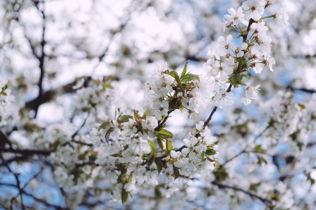 Apfelbaum Blütenpracht mit weißen Blüten und grünen Blättern vor unscharfem Himmel und weiteren Blütenzweigen.
