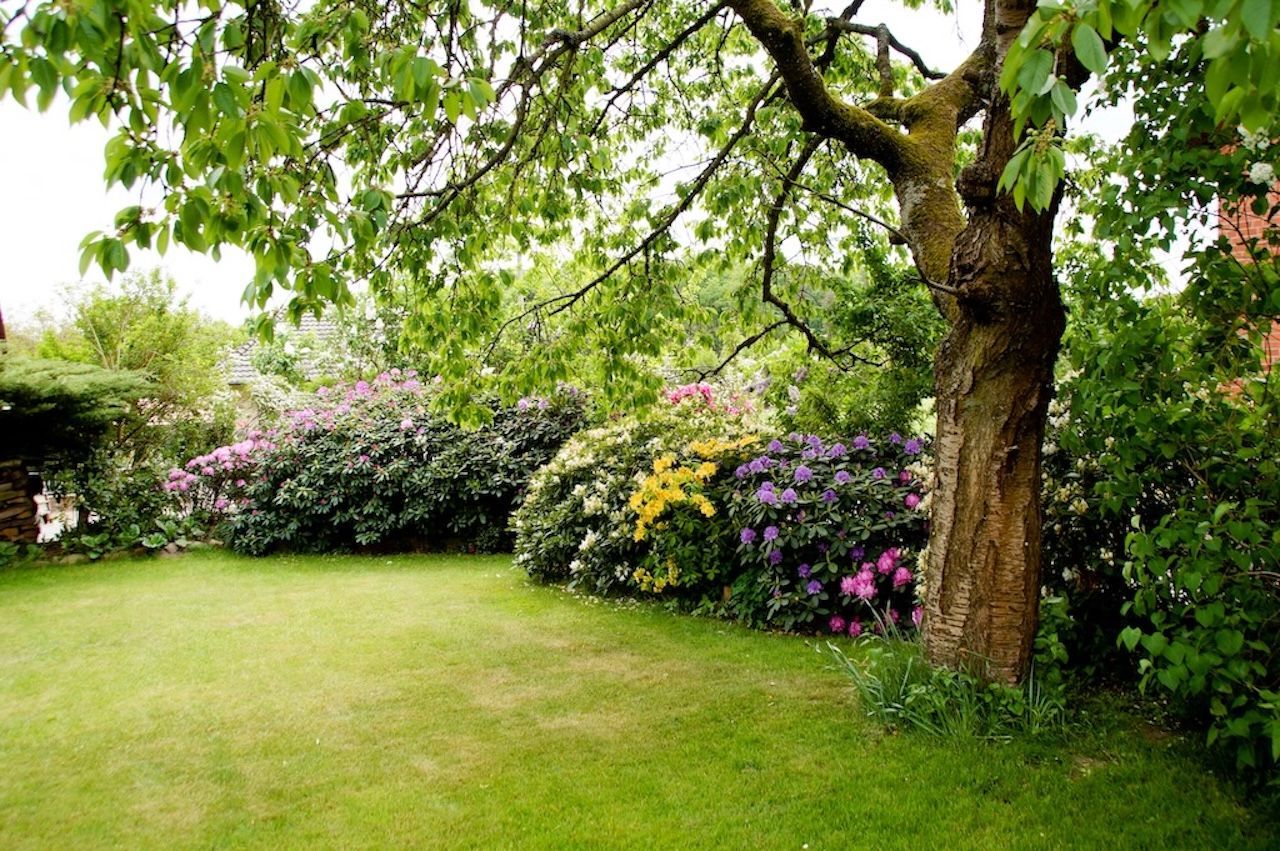 Blick in den Garten mit Rasenfläche, Sträucher. Gehölze und altem Baumbestand. 