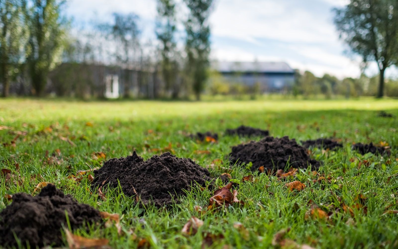 A bunch of mole holes in the grass in a park.