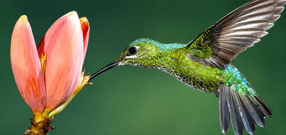 Green hummingbird hovering by a pink flower in flight on a green background