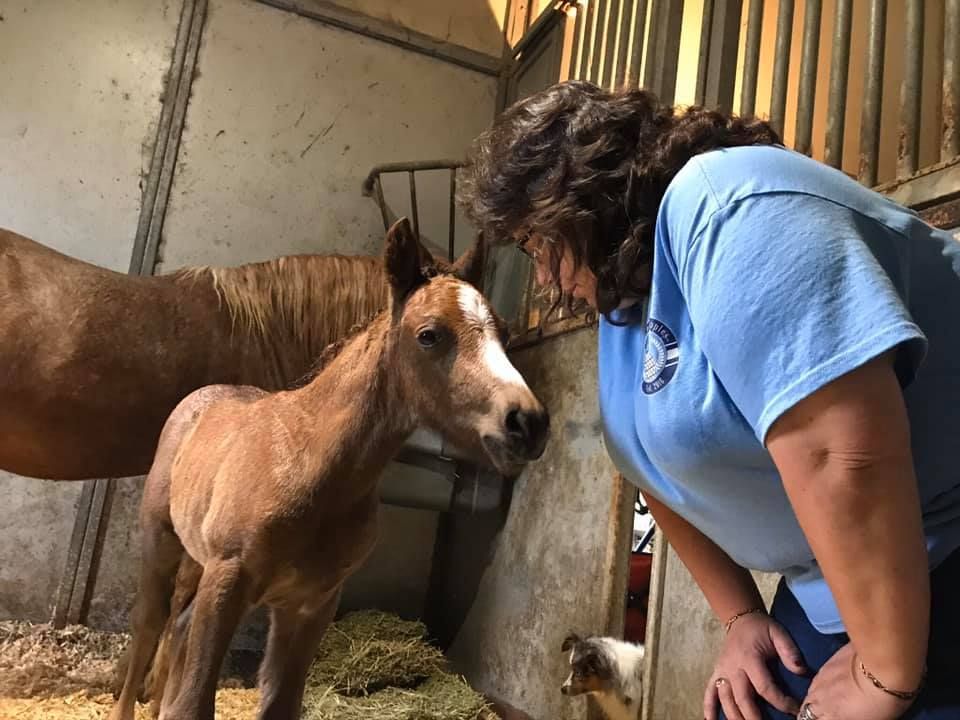A woman is looking at a baby horse in a stable.
