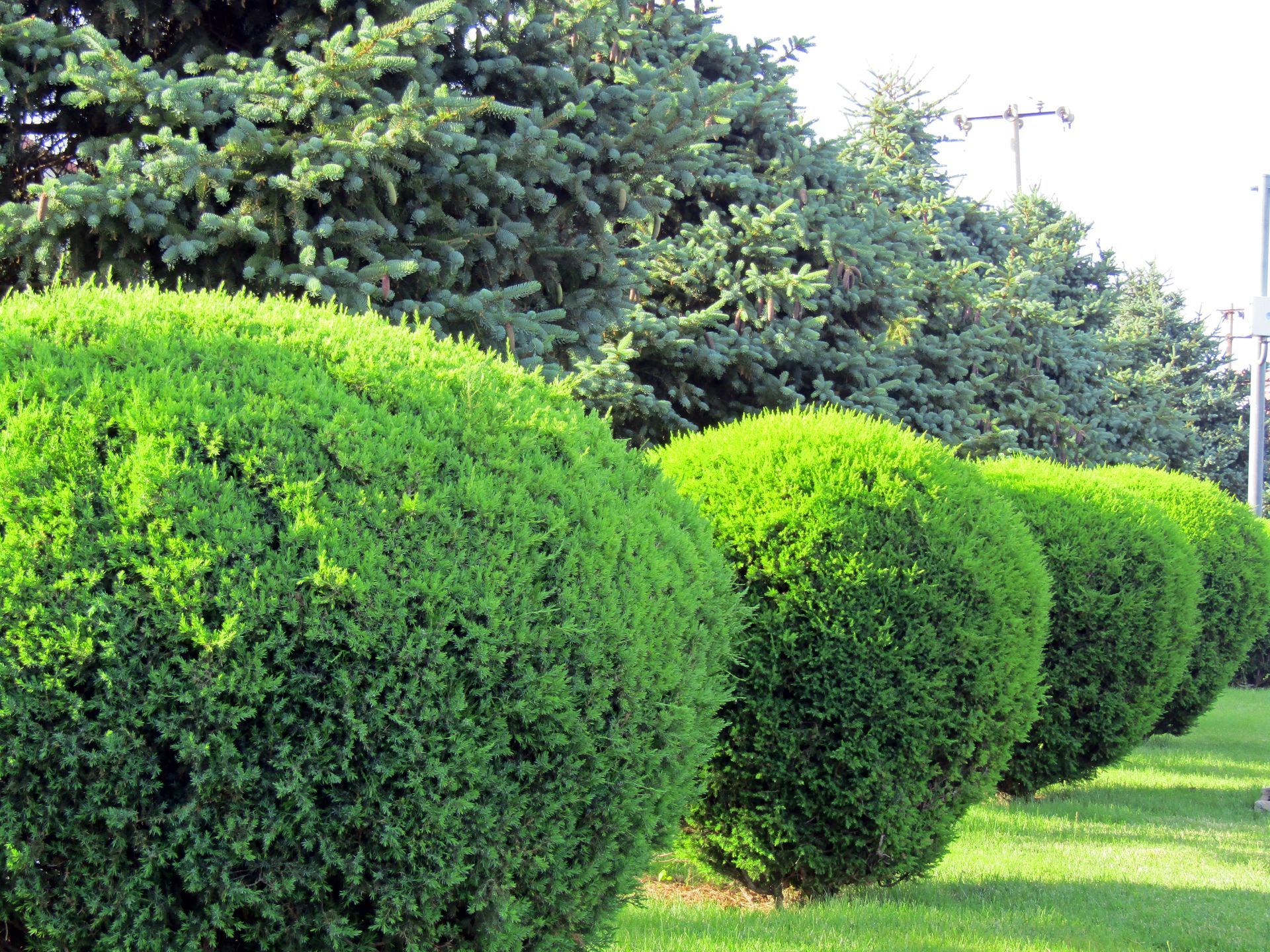 A row of perfectly rounded, bright green shrubs in front of taller evergreen trees on a grassy lawn.