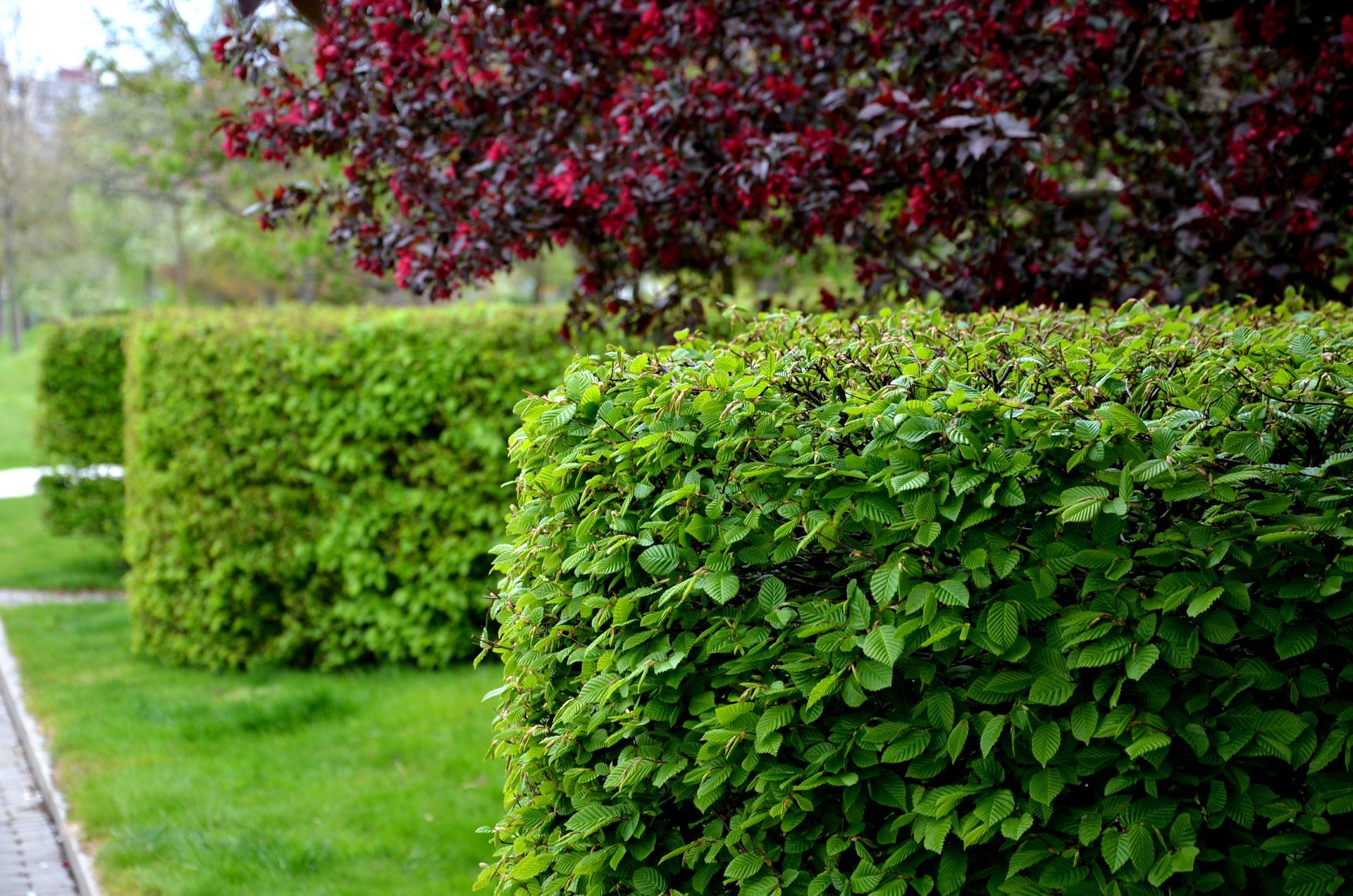 Well-manicured, bright green rectangular hedges line a grassy path with a dark red-leafed tree in the background.
