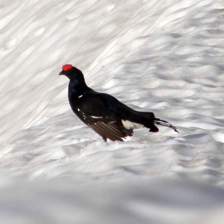 Un uccello nero e verde con gli occhi rossi sta in piedi nell'erba.
